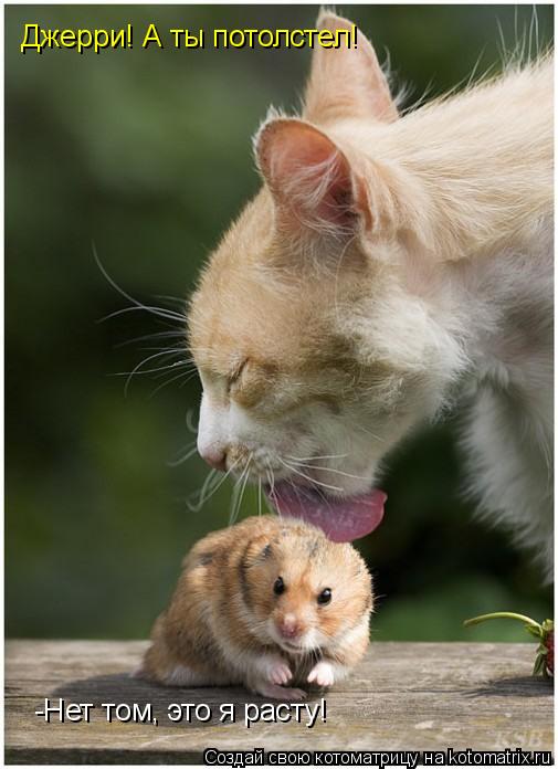 Котоматрица: Джерри! А ты потолстел! -Нет том, это я расту!