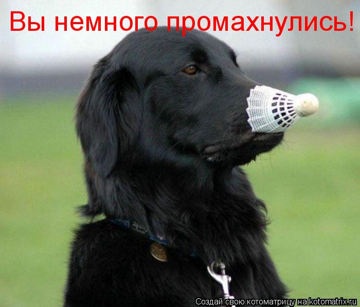 Котоматрица: Вы немного промахнулись!