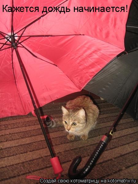 Котоматрица: Кажется дождь начинается!