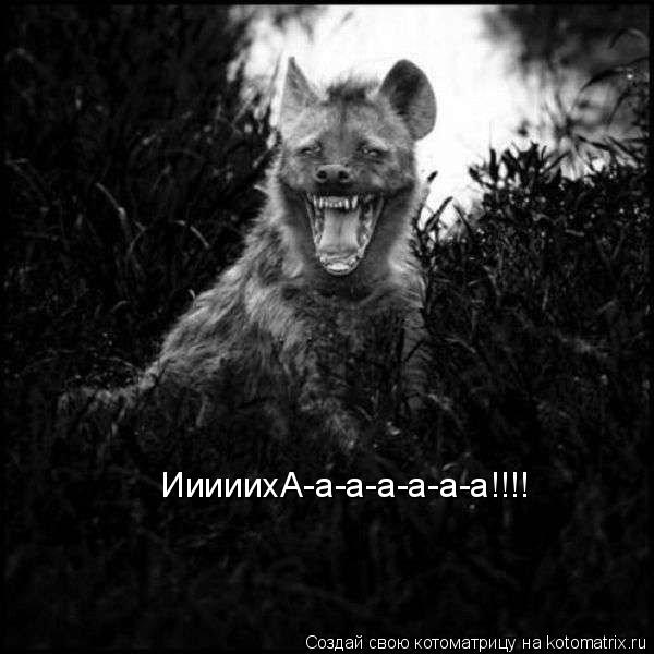 ИиииихА-а-а-а-а-а-а!!!!... Котоматрица: ИиииихА-а-а-а-а-а-а!!!!