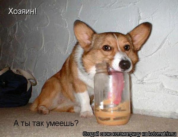 Хозяин! А ты так умеешь?... Котоматрица: Хозяин! А ты так умеешь?