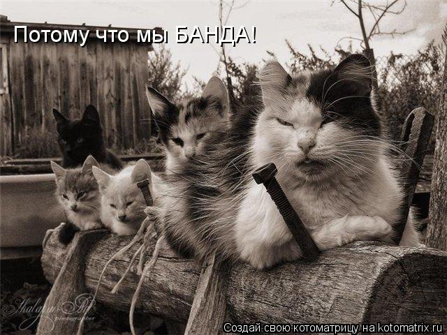 Потому что мы БАНДА!... Котоматрица: Потому что мы БАНДА!
