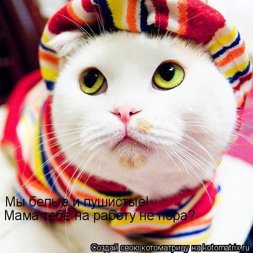 Мы белые и пушистые! Мама тебе на работу не пора?... Котоматрица: Мы белые и пушистые! Мама тебе на работу не пора?