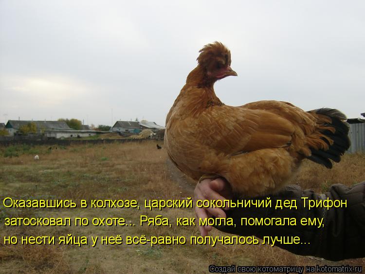 Оказавшись в колхозе, царский сокольничий дед Трифон затосковал по охоте... Ряба, как могла, помогала... Котоматрица: Оказавшись в колхозе, царский сокольничий дед Трифон затосковал по охоте... Ряба, как могла, помогала ему, но нести яйца у неё всё-равно получ