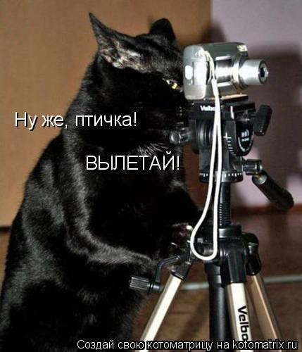Ну же, птичка! ВЫЛЕТАЙ!... Котоматрица: Ну же, птичка! ВЫЛЕТАЙ!