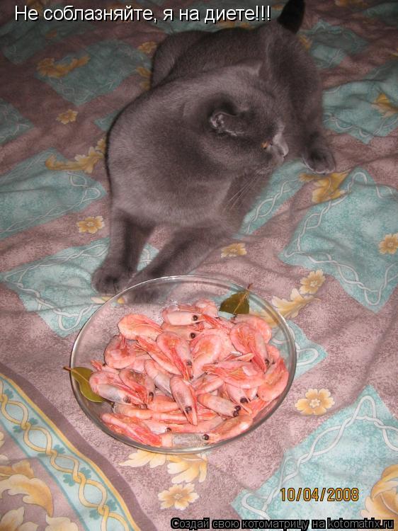 Не соблазняйте, я на диете!!!... Котоматрица: Не соблазняйте, я на диете!!!