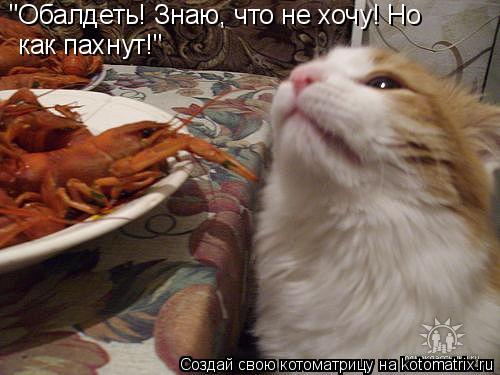 "Обалдеть! Знаю, что не хочу! Но как пахнут!"... Котоматрица: "Обалдеть! Знаю, что не хочу! Но как пахнут!"