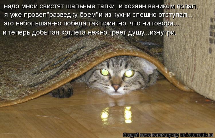 надо мной свистят шальные тапки, и хозяин веником попал, я уже провел"разведку боем"и из кухни спешн... Котоматрица: надо мной свистят шальные тапки, и хозяин веником попал, я уже провел"разведку боем"и из кухни спешно отступал... это небольшая-но победа,так