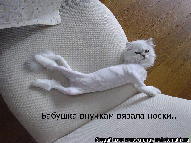 Бабушка внучкам вязала носки..... Котоматрица: Бабушка внучкам вязала носки..