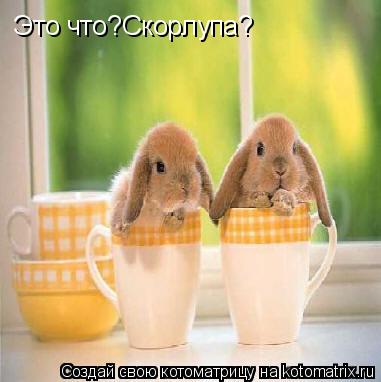 Это что?Скорлупа?... Котоматрица: Это что?Скорлупа?
