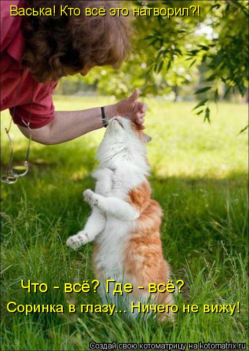 Васька! Кто всё это натворил?! Что - всё? Где - всё? Соринка в глазу... Ничего не вижу!... Котоматрица: Васька! Кто всё это натворил?! Что - всё? Где - всё? Соринка в глазу... Ничего не вижу!