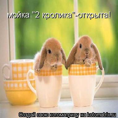 мойка "2 кролика"-открыта!... Котоматрица: мойка "2 кролика"-открыта!