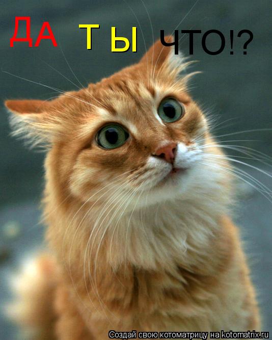 Д А Т Ы ЧТО!?... Котоматрица: Д А Т Ы ЧТО!?