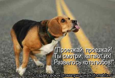 "Проезжай, проезжай! Развелось котолюбов!" Ты смотри, катают их!... Котоматрица: "Проезжай, проезжай! Развелось котолюбов!" Ты смотри, катают их!