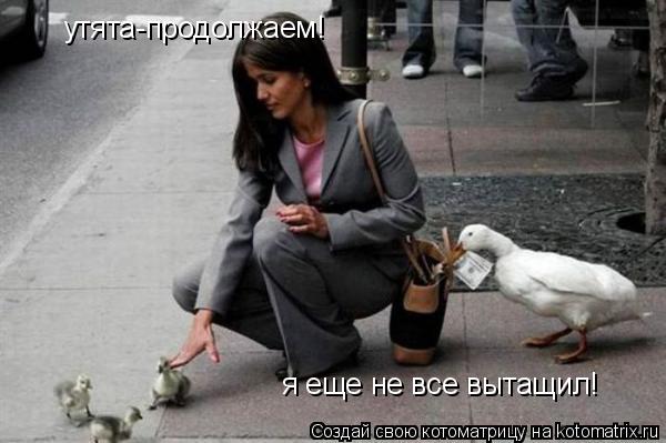 утята-продолжаем! я еще не все вытащил!... Котоматрица: утята-продолжаем! я еще не все вытащил!