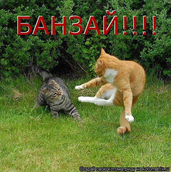 БАНЗАЙ!!!! БАНЗАЙ!!!!... Котоматрица: БАНЗАЙ!!!! БАНЗАЙ!!!!
