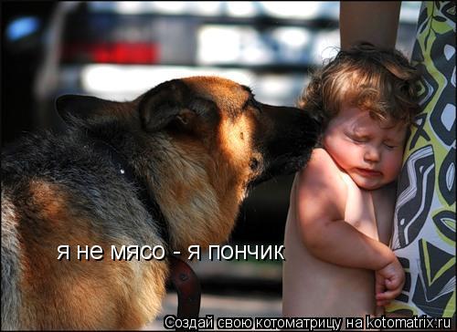 я не мясо - я пончик собаки сладкое не едят!!!... Котоматрица: я не мясо - я пончик собаки сладкое не едят!!!