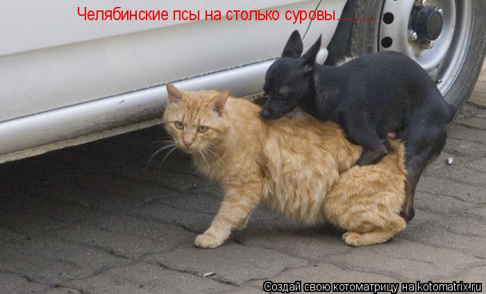 Челябинские псы на столько суровы............. Котоматрица: Челябинские псы на столько суровы..........