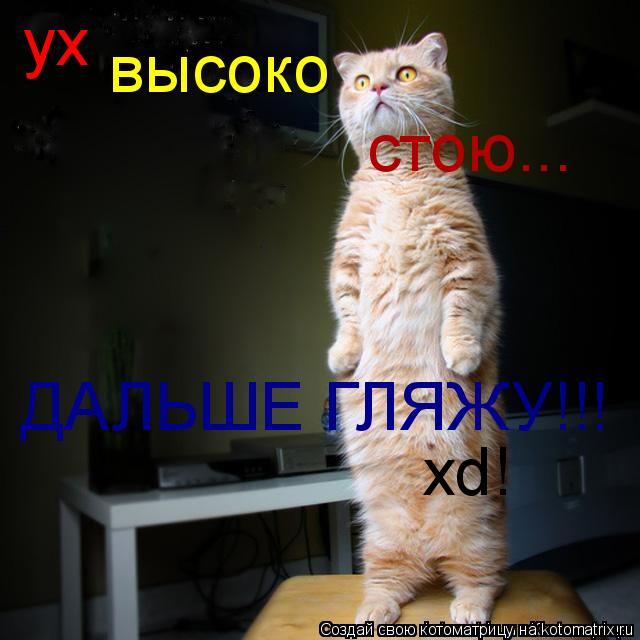ух высоко стою... ДАЛЬШЕ ГЛЯЖУ!!! xd!... Котоматрица: ух высоко стою... ДАЛЬШЕ ГЛЯЖУ!!! xd!