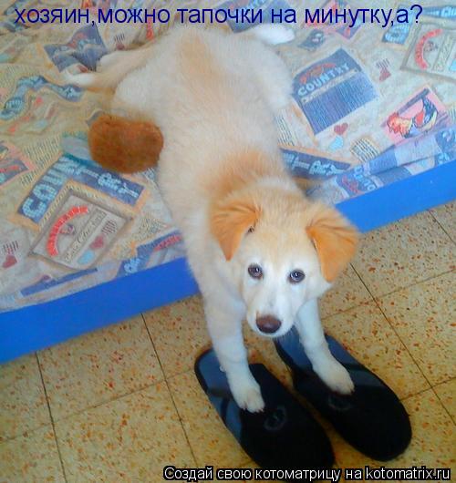 хозяин,можно тапочки на минутку,а?... Котоматрица: хозяин,можно тапочки на минутку,а?