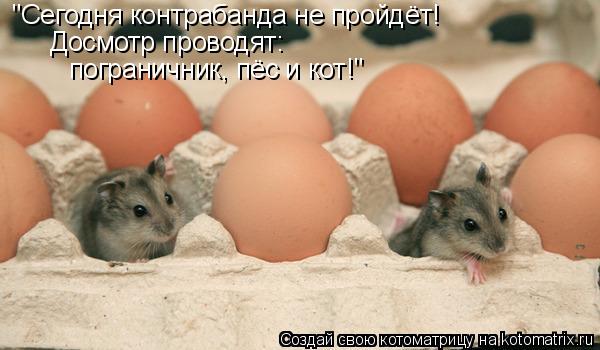 "Сегодня контрабанда не пройдёт! Досмотр проводят: пограничник, пёс и кот!"... Котоматрица: "Сегодня контрабанда не пройдёт! Досмотр проводят: пограничник, пёс и кот!"