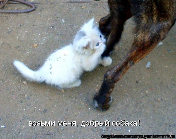 возьми меня, добрый собака!... Котоматрица: возьми меня, добрый собака!