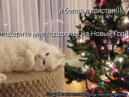 я белая пушистая!!! подарите мне подарочек на Новый Год!!!... Котоматрица: я белая пушистая!!! подарите мне подарочек на Новый Год!!!