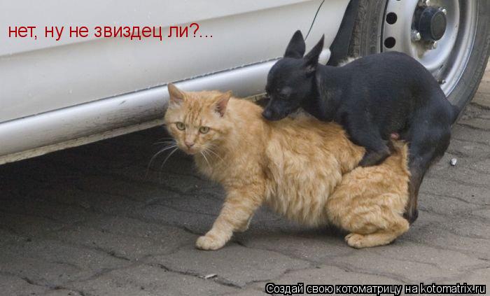 нет, ну не звиздец ли?...... Котоматрица: нет, ну не звиздец ли?...