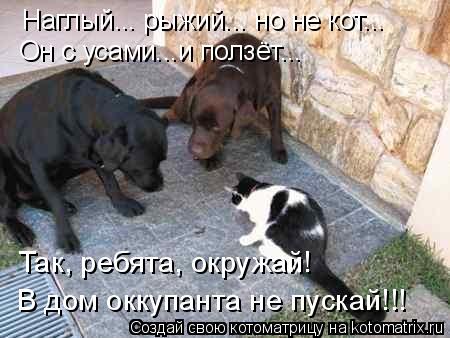 Наглый... рыжий... но не кот... Он с усами...и ползёт... Так, ребята, окружай! В дом оккупанта не пус... Котоматрица: Наглый... рыжий... но не кот... Он с усами...и ползёт... Так, ребята, окружай! В дом оккупанта не пускай!!!