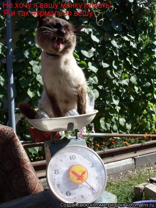 Не хочу я вашу манку кушать! Я и так нормально вешу.... Котоматрица: Не хочу я вашу манку кушать! Я и так нормально вешу.