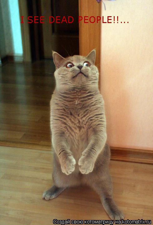 I SEE DEAD PEOPLE!!...... Котоматрица: I SEE DEAD PEOPLE!!...