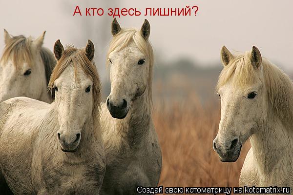 А кто здесь лишний?... Котоматрица: А кто здесь лишний?