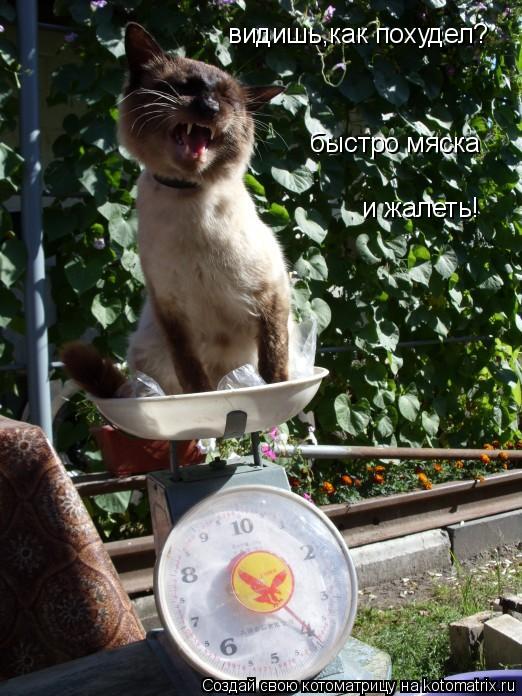 видишь,как похудел? быстро мяска и жалеть!... Котоматрица: видишь,как похудел? быстро мяска и жалеть!