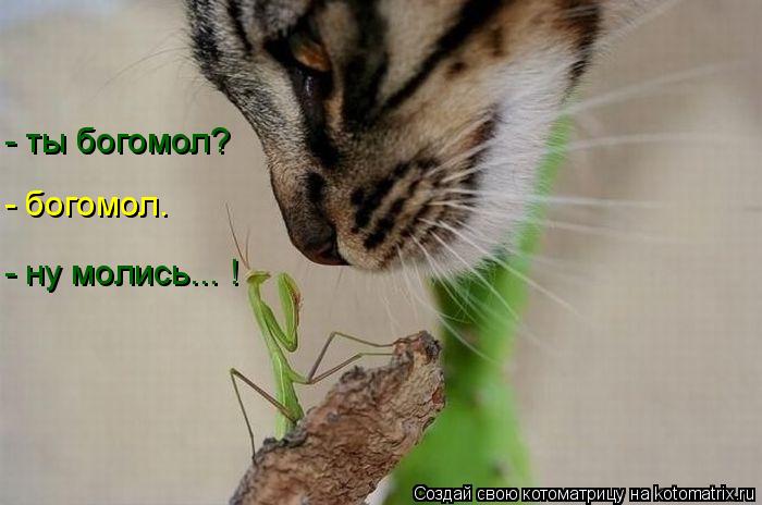 - ты богомол? - богомол. - ну молись... !... Котоматрица: - ты богомол? - богомол. - ну молись... !