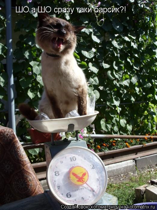 ШО а ШО сразу таки барсик?!... Котоматрица: ШО а ШО сразу таки барсик?!