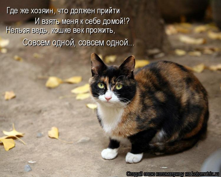 Где же хозяин, что должен прийти И взять меня к себе домой!? Нельзя ведь, кошке век прожить, Совсем о... Котоматрица: Где же хозяин, что должен прийти И взять меня к себе домой!? Нельзя ведь, кошке век прожить, Совсем одной, совсем одной...