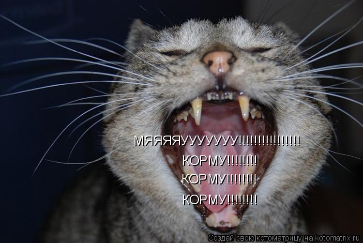 МЯЯЯЯУУУУУУУ!!!!!!!!!!!!!!!! КОРМУ!!!!!!!! КОРМУ!!!!!!!! КОРМУ!!!!!!!!... Котоматрица: МЯЯЯЯУУУУУУУ!!!!!!!!!!!!!!!! КОРМУ!!!!!!!! КОРМУ!!!!!!!! КОРМУ!!!!!!!!