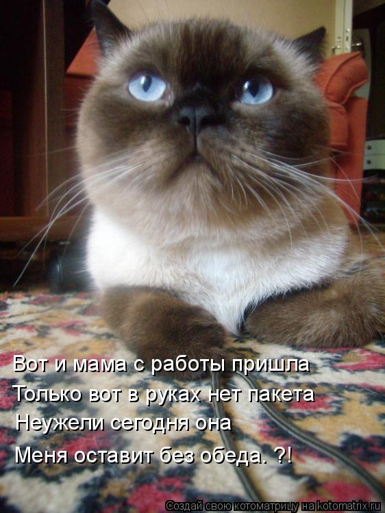 Вот и мама с работы пришла Только вот в руках нет пакета Неужели сегодня она Меня оставит без обеда… ... Котоматрица: Вот и мама с работы пришла Только вот в руках нет пакета Неужели сегодня она Меня оставит без обеда… ?!