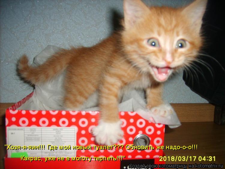 "Хозя-я-яин!!! Где мой новый туалет??? Обновить же надо-о-о!!! Какрас, уже не в моготу терпеть!!!"... Котоматрица: "Хозя-я-яин!!! Где мой новый туалет??? Обновить же надо-о-о!!! Какрас, уже не в моготу терпеть!!!"