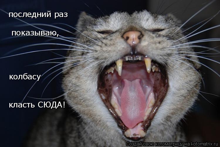 последний раз показываю, колбасу класть СЮДА!... Котоматрица: последний раз показываю, колбасу класть СЮДА!