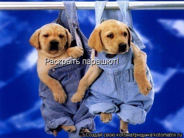Раскрыть парашют!... Котоматрица: Раскрыть парашют!