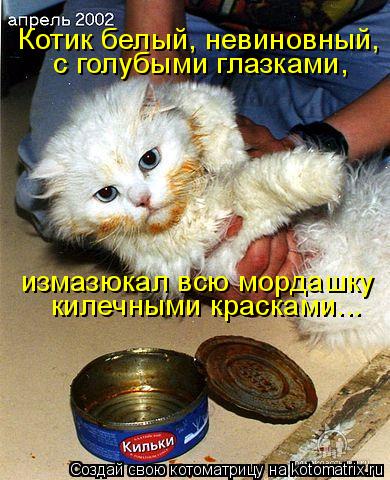 Котик белый, невиновный, с голубыми глазками, измазюкал всю мордашку килечными красками...... Котоматрица: Котик белый, невиновный, с голубыми глазками, измазюкал всю мордашку килечными красками...