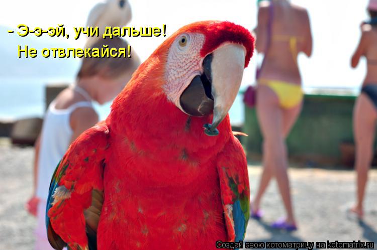 - Э-э-эй, учи дальше! - Э-э-эй, учи дальше! Не отвлекайся! Не отвлекайся!... Котоматрица: - Э-э-эй, учи дальше! - Э-э-эй, учи дальше! Не отвлекайся! Не отвлекайся!