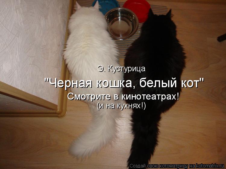Э. Кустурица "Черная кошка, белый кот" Смотрите в кинотеатрах! (и на кухнях!)... Котоматрица: Э. Кустурица "Черная кошка, белый кот" Смотрите в кинотеатрах! (и на кухнях!)