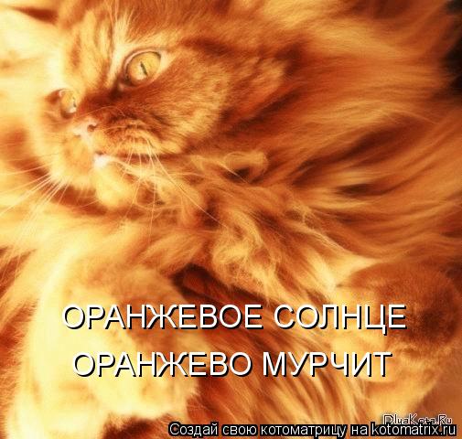 ОРАНЖЕВОЕ СОЛНЦЕ ОРАНЖЕВО МУРЧИТ... Котоматрица: ОРАНЖЕВОЕ СОЛНЦЕ ОРАНЖЕВО МУРЧИТ