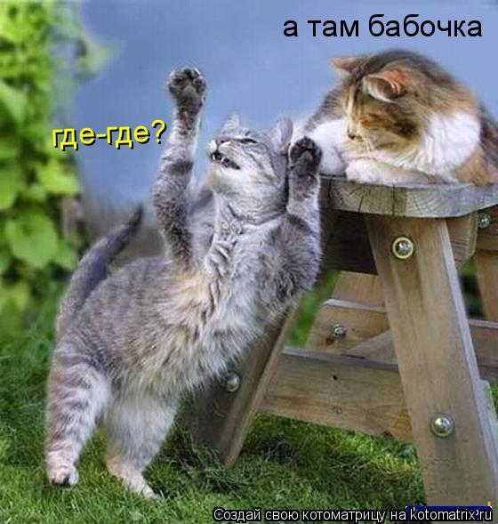 а там бабочка где-где?... Котоматрица: а там бабочка где-где?