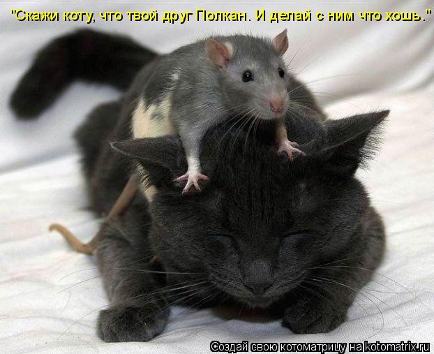 Котоматрица: "Скажи коту, что твой друг Полкан. И делай с ним что хошь."