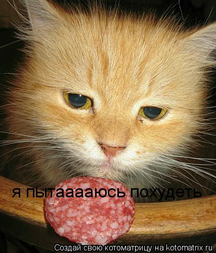 я пытааааюсь похудеть... Котоматрица: я пытааааюсь похудеть