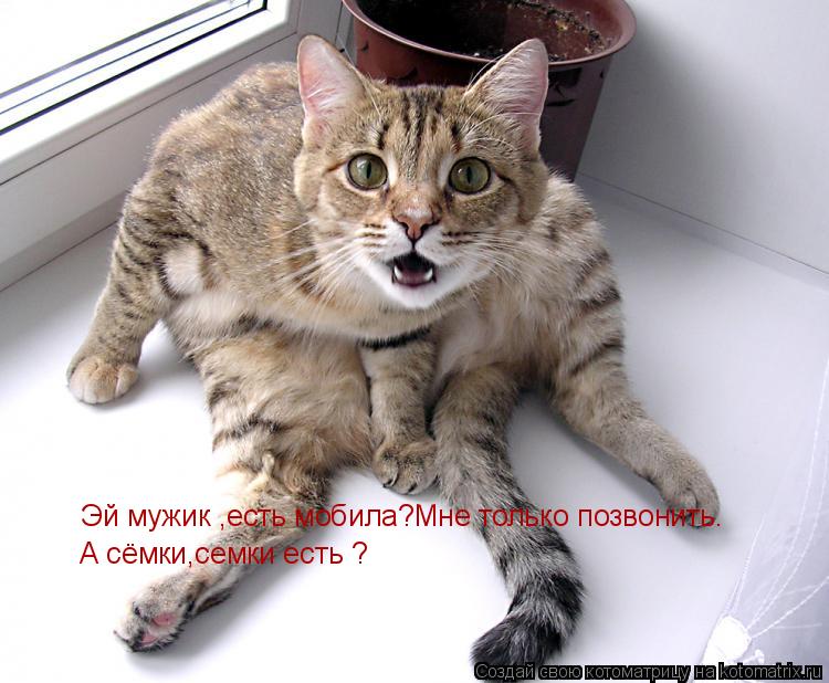 Эй мужик ,есть мобила?Мне только позвонить. А сёмки,семки есть ?... Котоматрица: Эй мужик ,есть мобила?Мне только позвонить. А сёмки,семки есть ?
