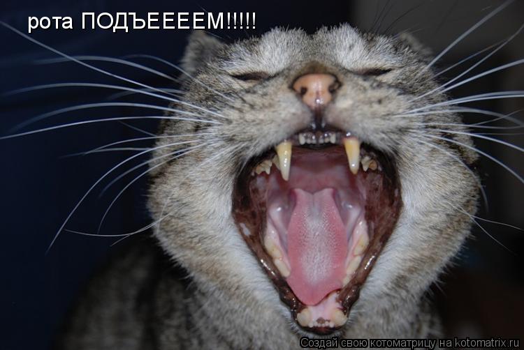 рота ПОДЪЕЕЕЕМ!!!!!... Котоматрица: рота ПОДЪЕЕЕЕМ!!!!!
